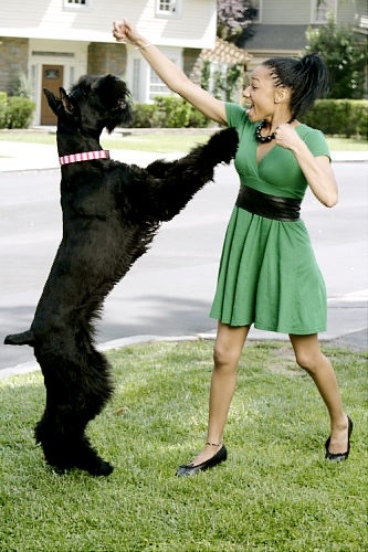 schnauzer playing