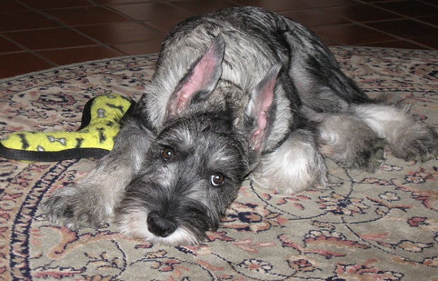 Top 10 Things Schnauzers Don’t Like 10