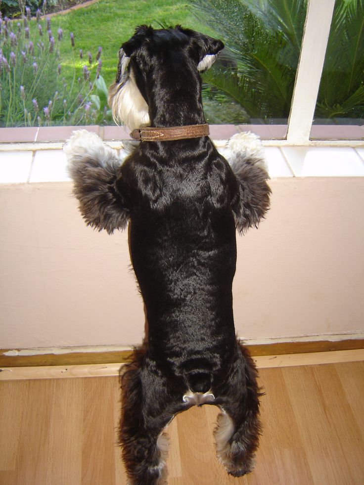 schnauzer watch bird