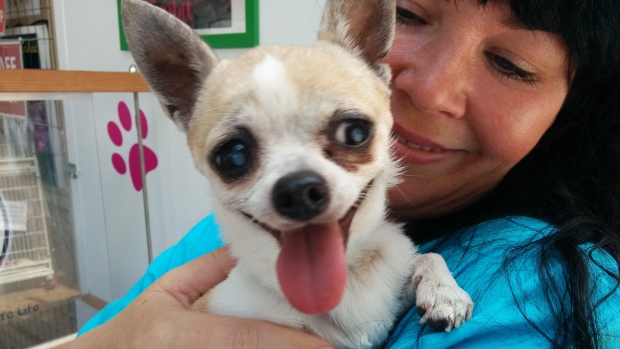 16 Things All Chihuahua Owners Must Never Forget 16 senior chihuahua