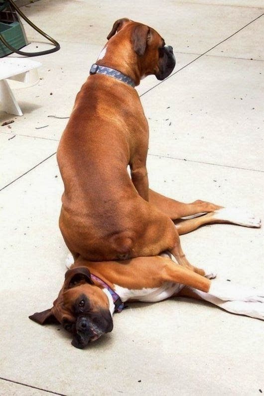 16 Reasons Boxers Are Not The Friendly Dogs Everyone Says They Are 9 sitting boxer dog funny