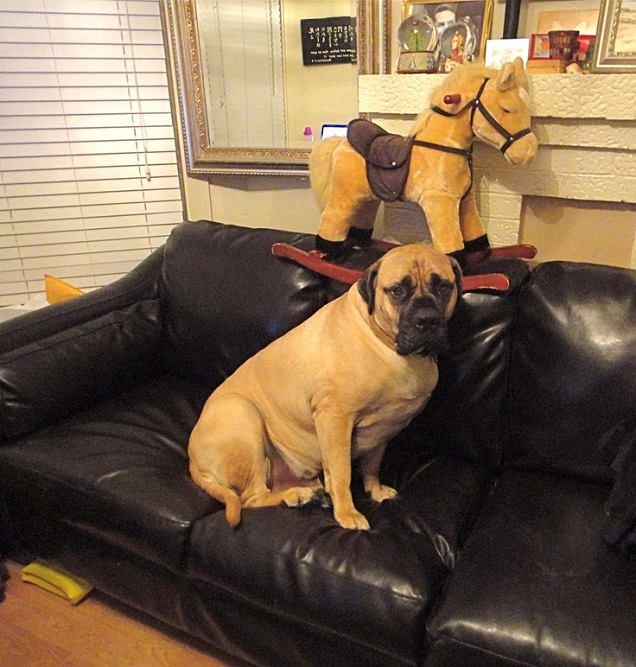 sitting scared mastiff