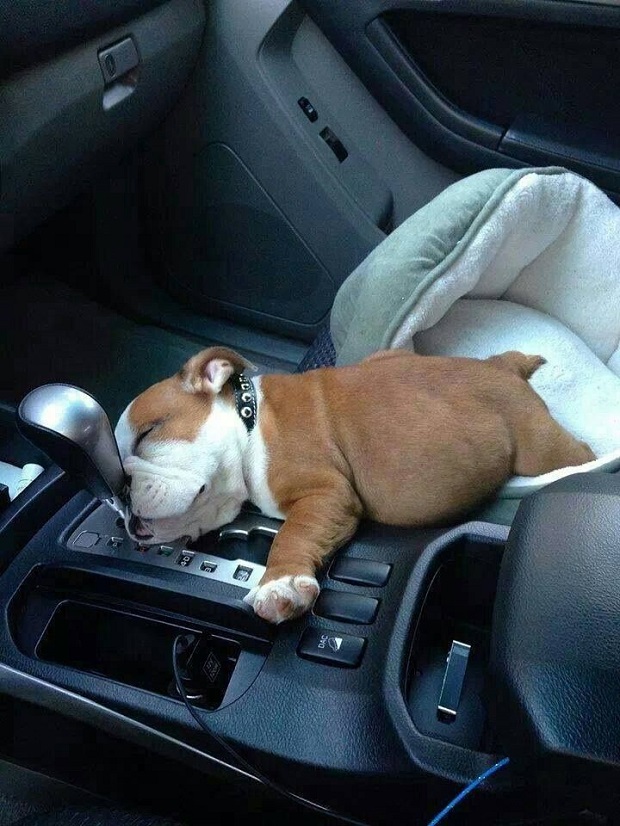 sleeping english bulldog puppy