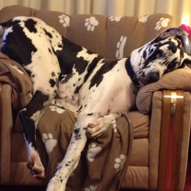 sleeping great dane pics arm chair