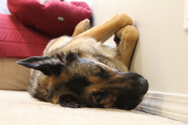 sleeping gsd cute pics