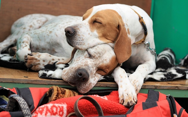 sleeping pointers pics