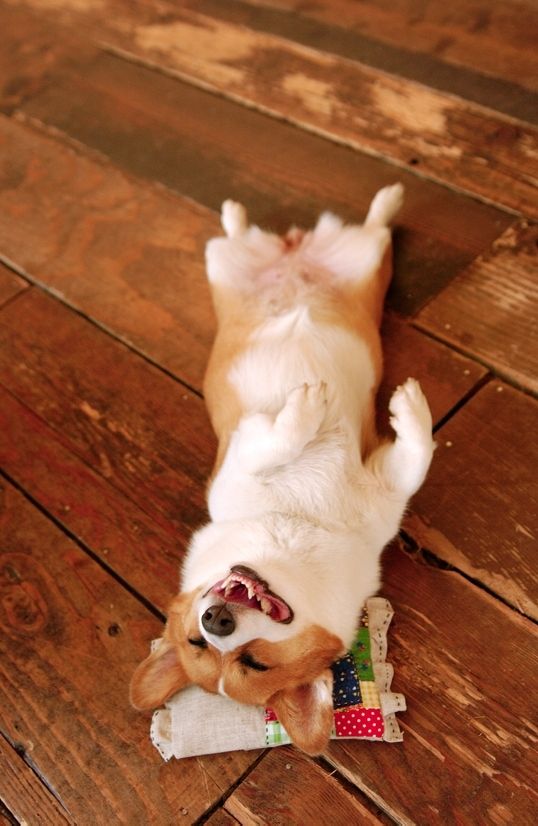 sleepy corgi photo floor