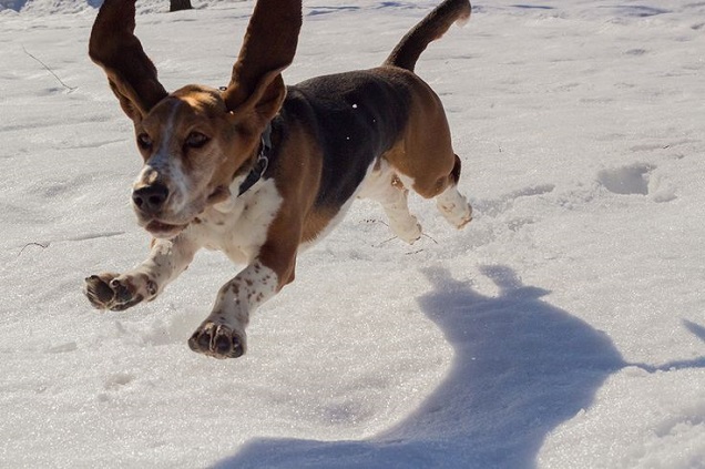 10 Basset Hounds Totally Defying The Laws Of Physics 2 snow basset hound running