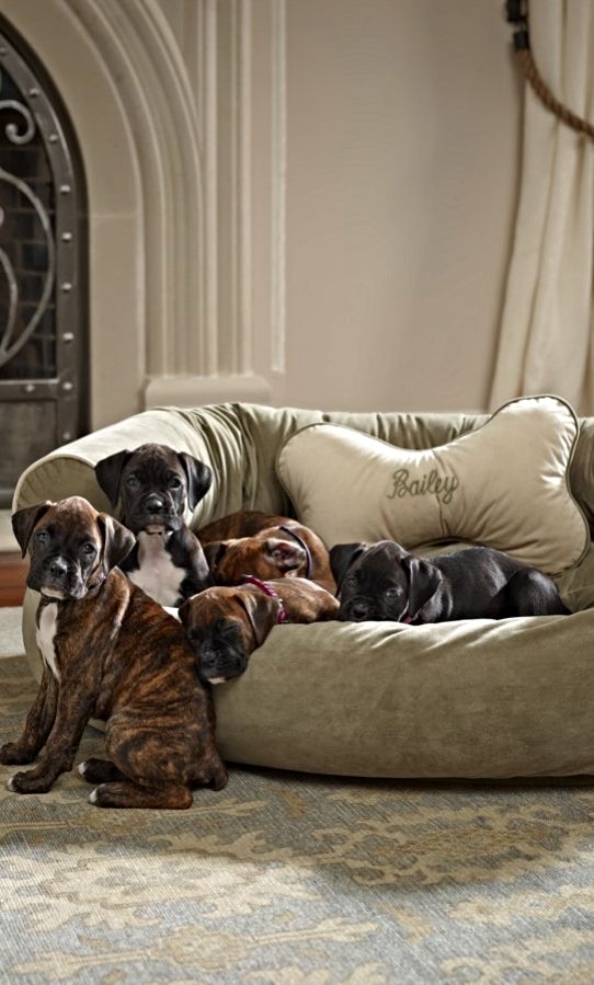 16 Reasons Boxers Are Not The Friendly Dogs Everyone Says They Are 14 sofa boxers dogs rest