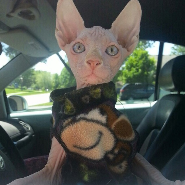 sphynx cat car trip
