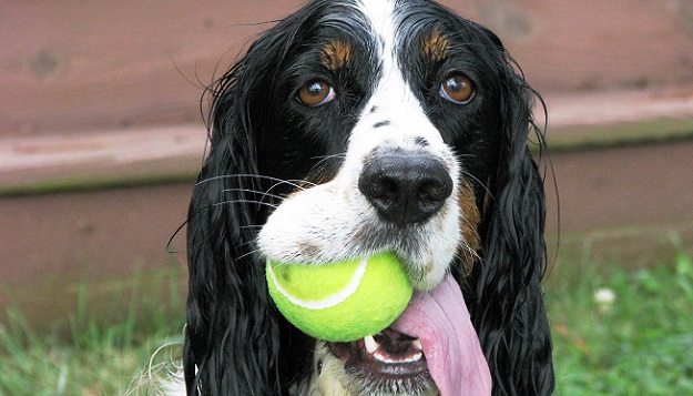 12 Springer Spaniels Totally Defying The Laws Of Physics 2
