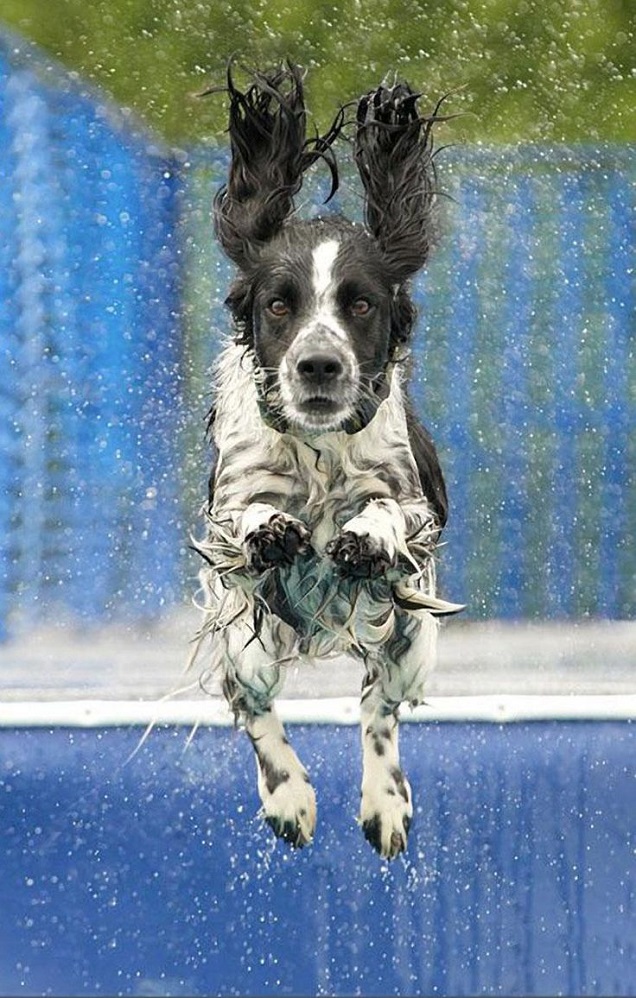 12 Springer Spaniels Totally Defying The Laws Of Physics 1 springer spaniel fly water drops