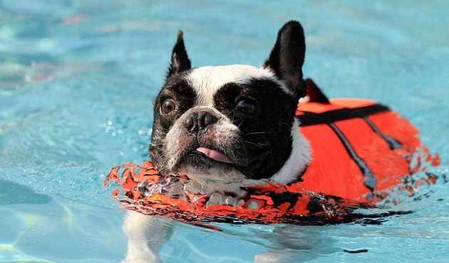 Top 10 Things French Bulldogs Don’t Like 8
