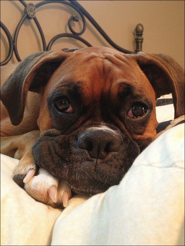 16 Reasons Boxers Are Not The Friendly Dogs Everyone Says They Are 3 thinking boxer face closeup