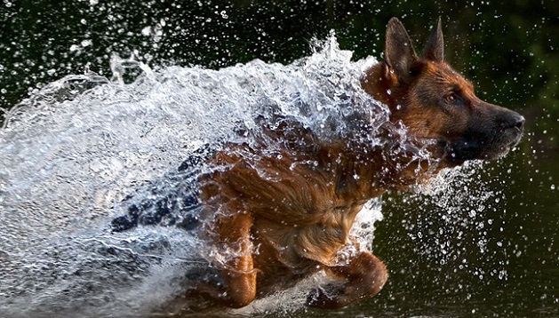 12 German Shepherds Totally Defying The Laws Of Physics 6