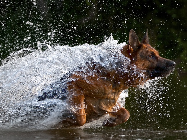 water GSD dog running