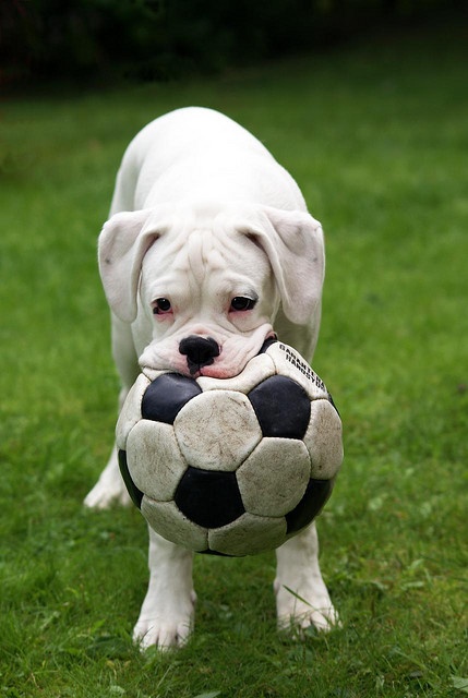 16 Reasons Boxers Are Not The Friendly Dogs Everyone Says They Are 15 white boxer want play ball