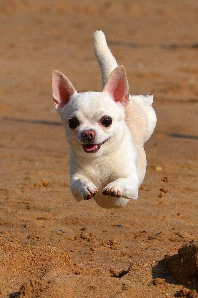 white chihuahua flying