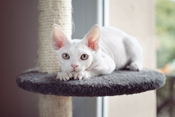 white sphynx kitty cute