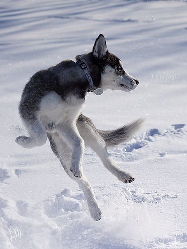 winter flying husky