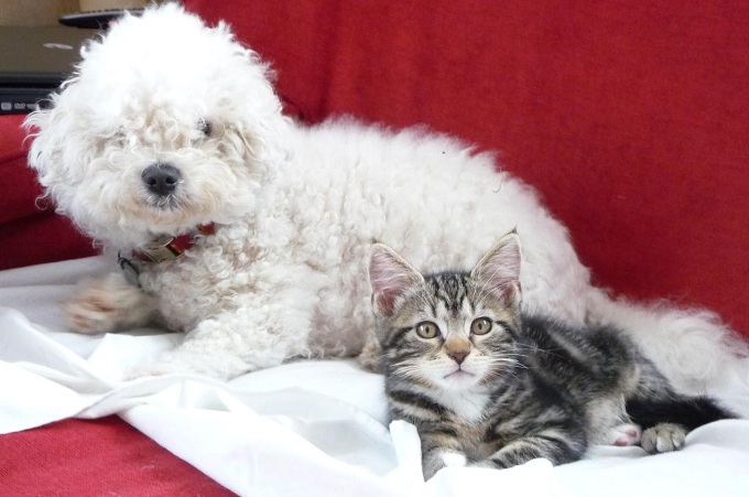 Bichon and cat