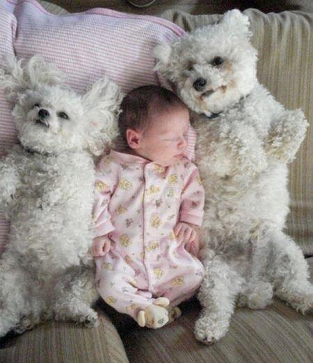 Bichon and child