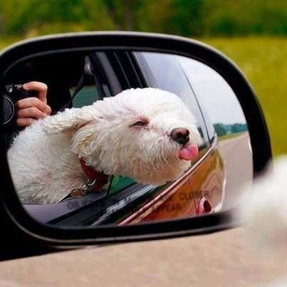 Bichon funny