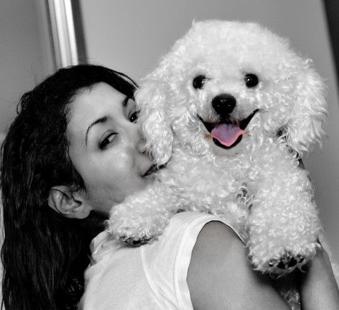 Bichon hugs