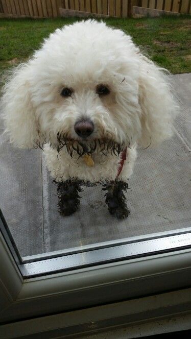 Bichon muddy