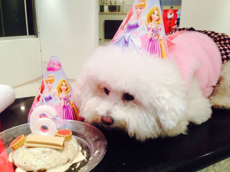 Bichon party