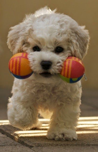 Bichon play