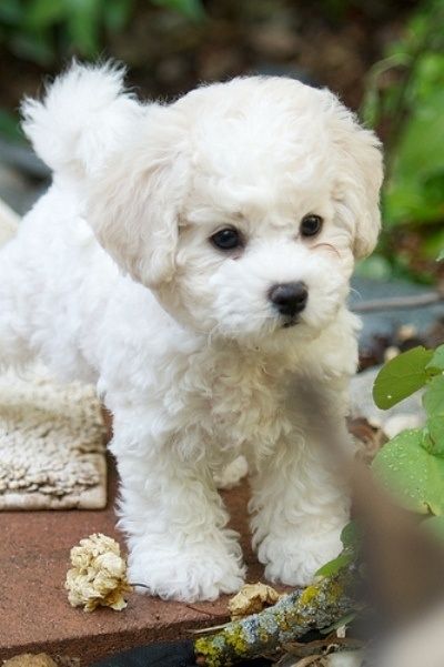 Bichon puppy