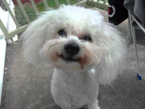 Bichon smile