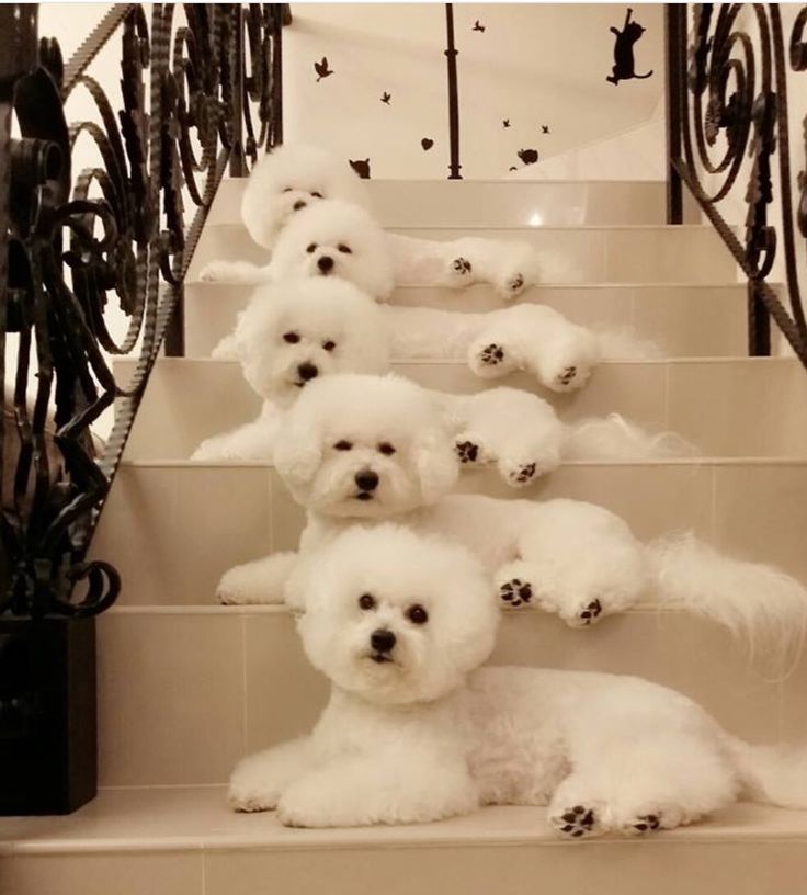 Bichons
