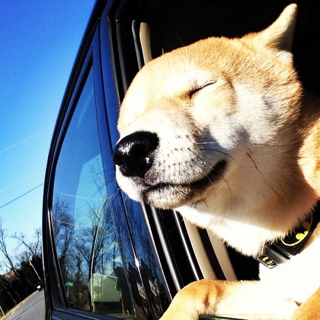 Head out the window akita inu car