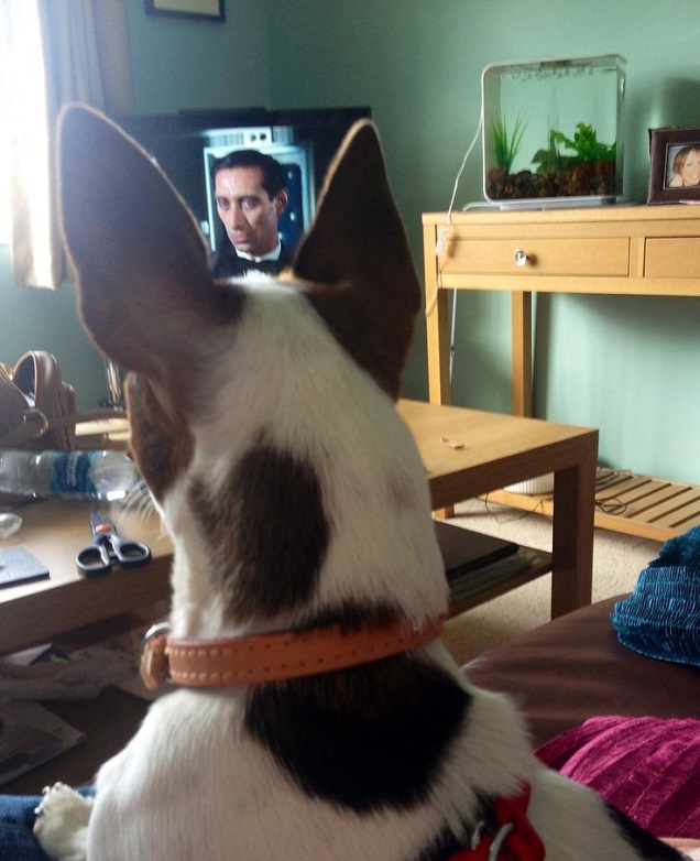 JRT watchin TV dog