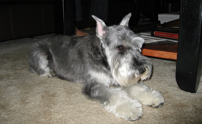 12 Realities That New Schnauzer Owners Must Accept 9
