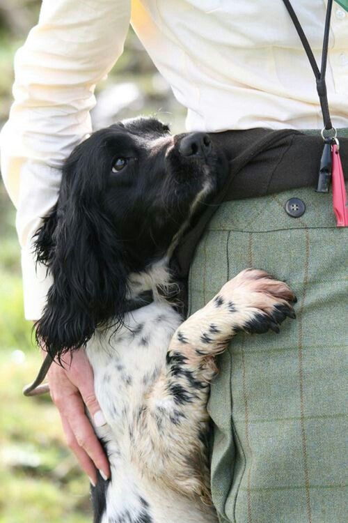 12 Realities That New Springer Spaniel Owners Must Accept 3 Unconditional love springer spaniel