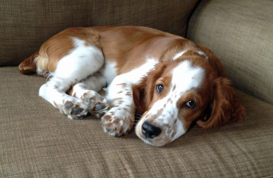12 Realities That New Springer Spaniel Owners Must Accept 2 Welsh Springer Spaniel couch