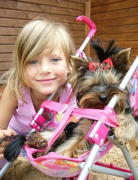 Yorkshire Terrier child