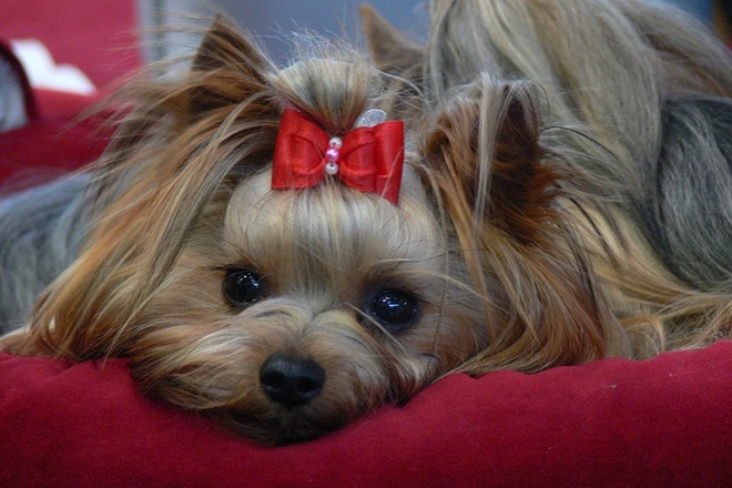 12 Realities That New Yorkshire Terrier Owners Must Accept 7