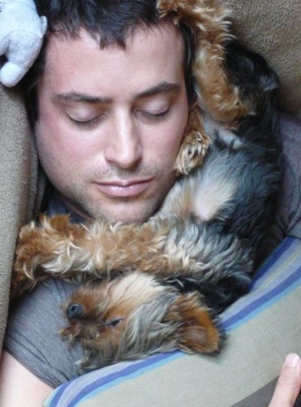 Yorkshire Terrier nap time