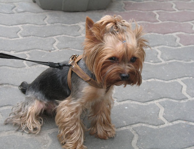 Yorkshire Terrier walk