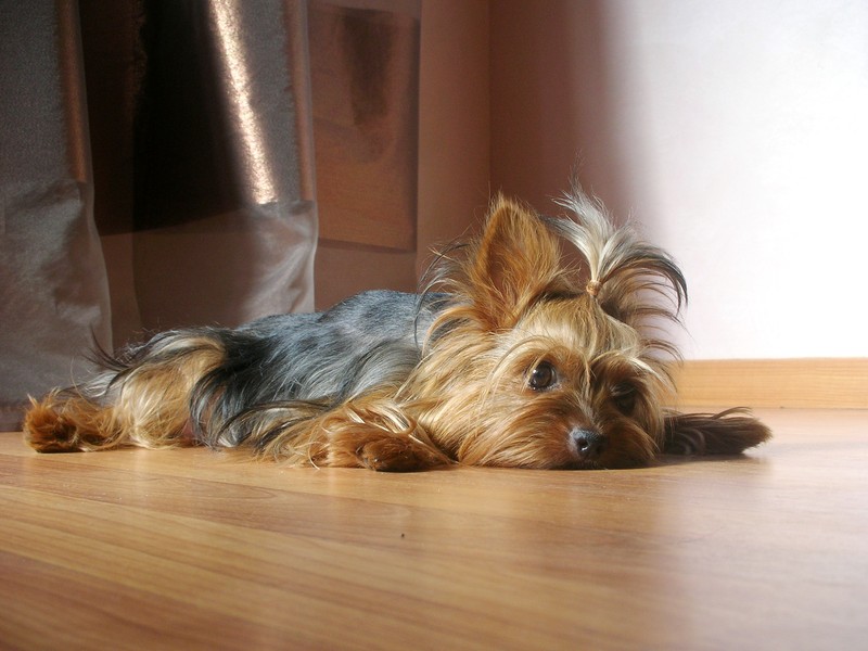 Yorkshire Terriers on floor