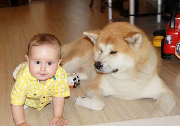 akita inu baby