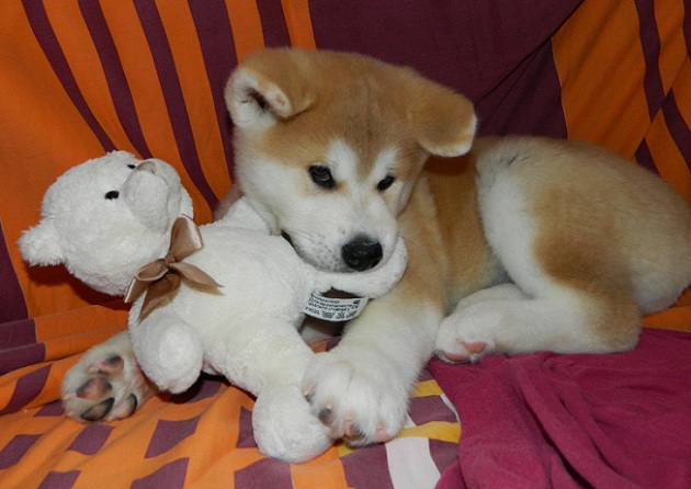 akita inu cute puppy