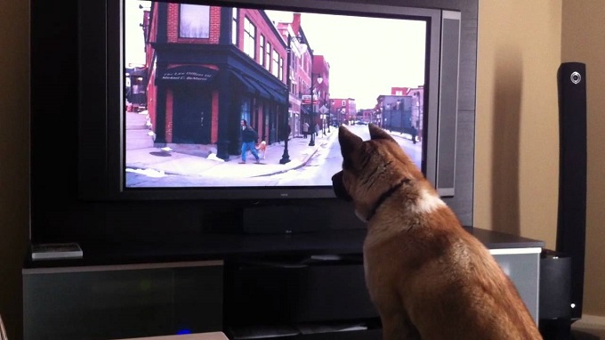 akita inu cute watch TV