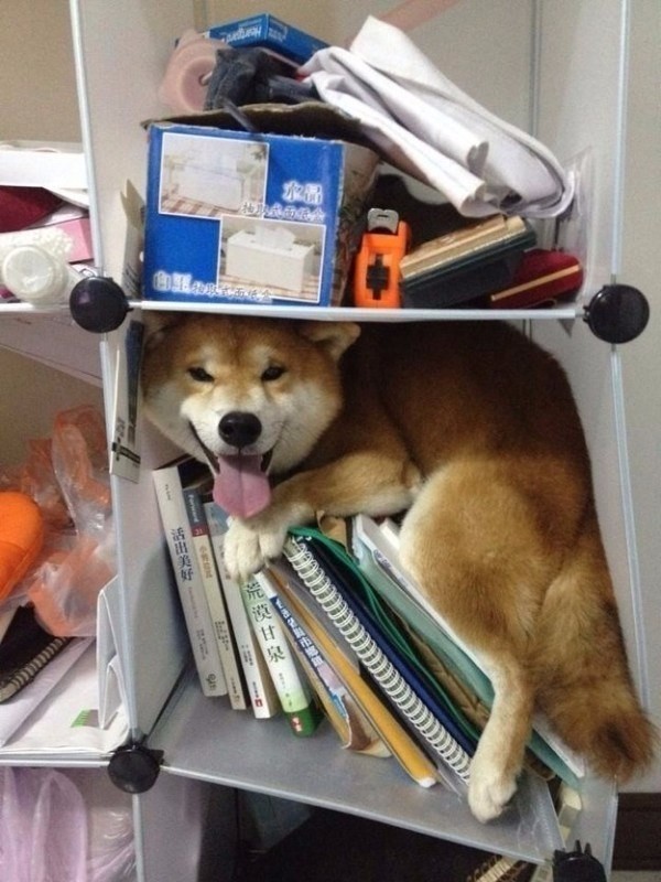 akita inu dog