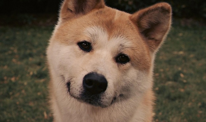 akita inu face