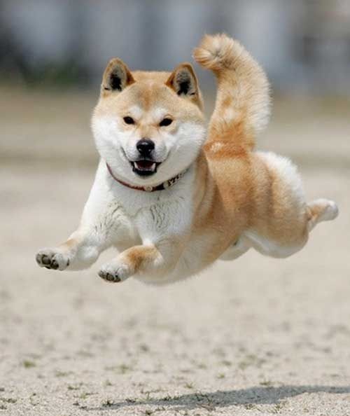 akita inu fly